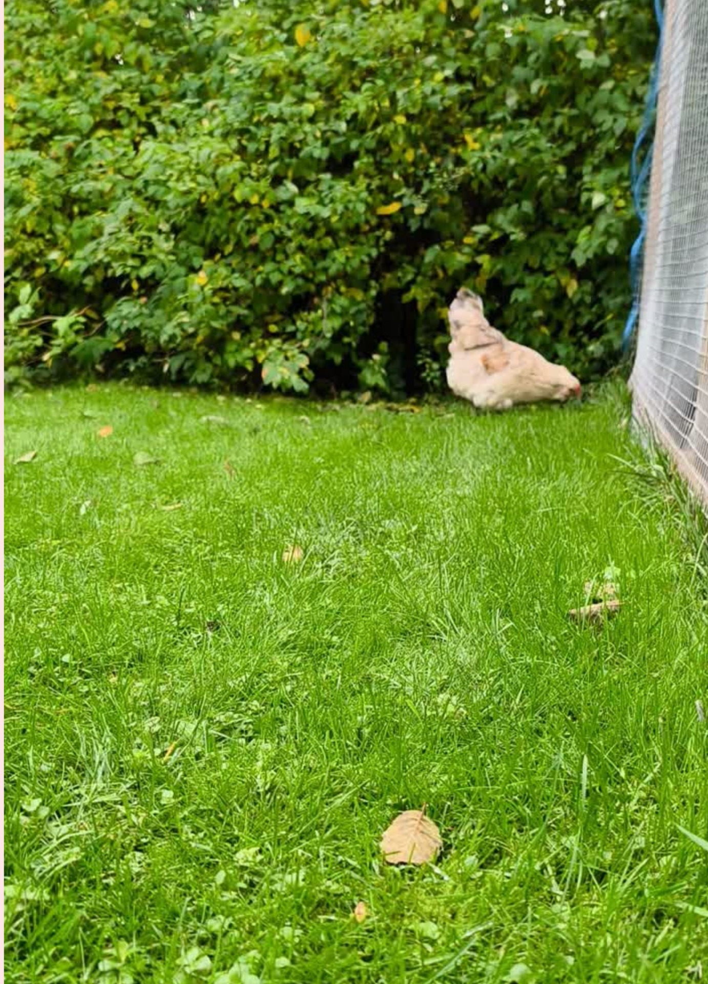 En høne ved hekken i hagen på Balstad Pensjonat